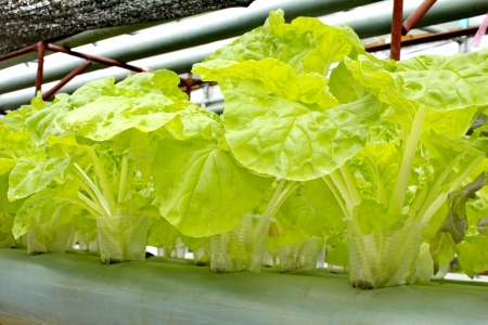 Organic vegetables grown on plastic pipes, PVC water visibly rotating through. Do not use chemicals.の写真素材