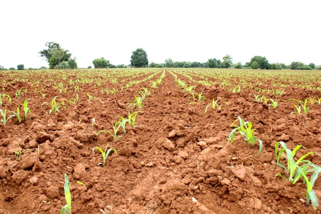 Seedling corn in the season when it rains. Farmers have planted.の写真素材