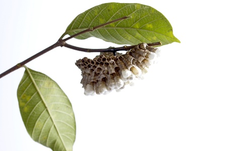 Wasp's nest created Cultured embryos Thrive Inherited variants furtherの写真素材