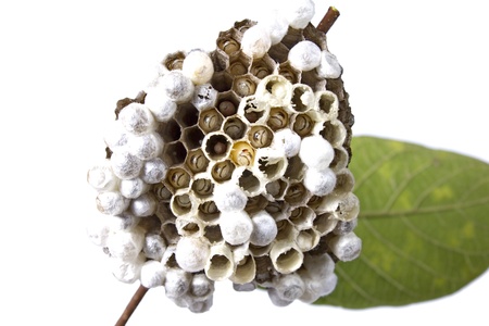 Wasp's nest created Cultured embryos Thrive Inherited variants furtherの写真素材