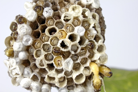 Wasp's nest created Cultured embryos Thrive Inherited variants furtherの写真素材