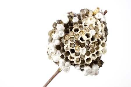 Wasp's nest created Cultured embryos Thrive Inherited variants furtherの写真素材