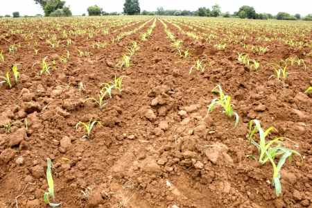 Seedling corn in the season when it rains. Farmers have planted.の写真素材
