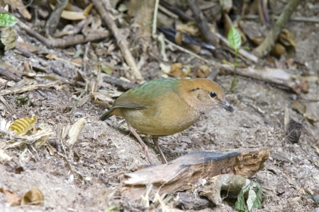 rusty naped pitta bird feeding is low near the ground  Eating worms and insects as food (Mae Wong National Park, Thailand)の写真素材