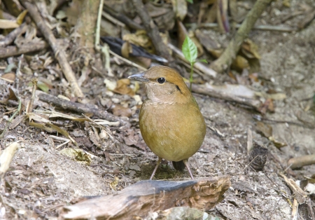 rusty naped pitta bird feeding is low near the ground. Eating worms and insects as food (Mae Wong National Park, Thailand).の写真素材