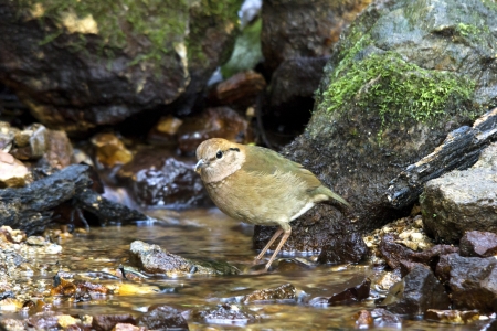 rusty naped pitta bird feeding is low near the ground  Eating worms and insects as food (Mae Wong National Park, Thailand)の写真素材
