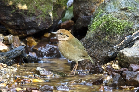 rusty naped pitta bird feeding is low near the ground  Eating worms and insects as food (Mae Wong National Park, Thailand)の写真素材