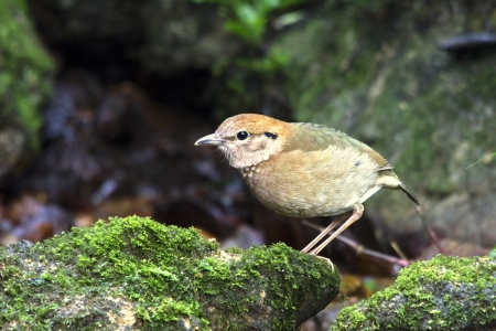 rusty naped pitta bird feeding is low near the ground  Eating worms and insects as food (Mae Wong National Park, Thailand)の写真素材