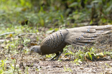 Mae Wong National Park rainforest residents living on high ground, Thailand.の写真素材