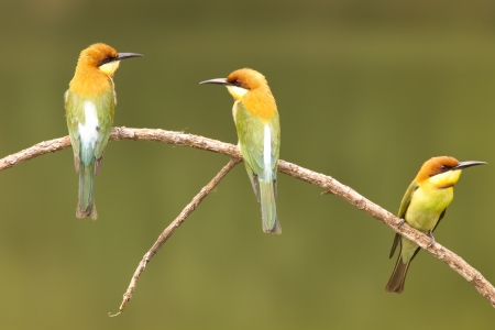 Chestnut-headed Bee-eater: Merops leschenaulti birds in Khao Yai National Park, Thailand Nature Island.の写真素材