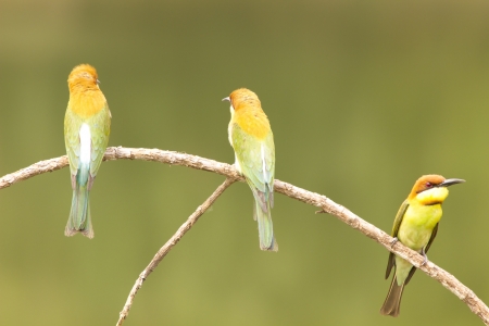 Chestnut-headed Bee-eater: Merops leschenaulti birds in Khao Yai National Park, Thailand Nature Island.の写真素材