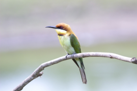 Chestnut-headed Bee-eater: Merops leschenaulti birds in Khao Yai National Park, Thailand Nature Island.の写真素材