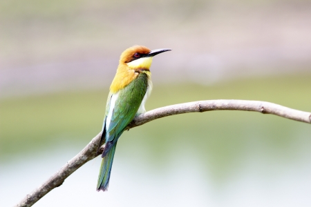 Chestnut-headed Bee-eater: Merops leschenaulti birds in Khao Yai National Park, Thailand Nature Island.の写真素材