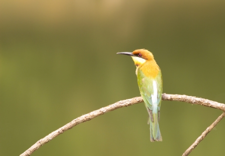 Chestnut-headed Bee-eater: Merops leschenaulti birds in Khao Yai National Park, Thailand Nature Island.の写真素材