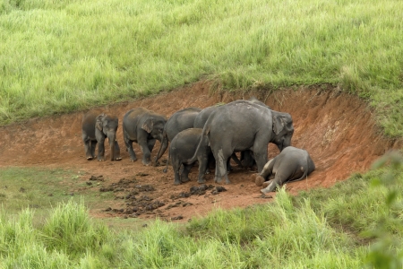 Khao Yai National Park, Thailand elephant eat a lot of deals together in the rainy season.の写真素材