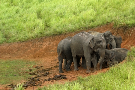 Khao Yai National Park, Thailand elephant eat a lot of deals together in the rainy season.の写真素材