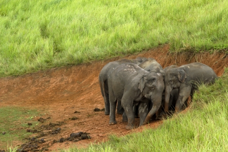 Khao Yai National Park, Thailand elephant eat a lot of deals together in the rainy season.の写真素材