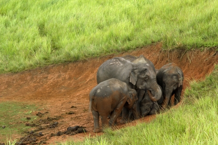 Khao Yai National Park, Thailand elephant eat a lot of deals together in the rainy season.の写真素材