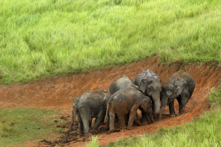 Khao Yai National Park, Thailand elephant eat a lot of deals together in the rainy season.の写真素材