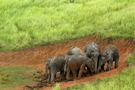 Khao Yai National Park, Thailand elephant eat a lot of deals together in the rainy season.の写真素材