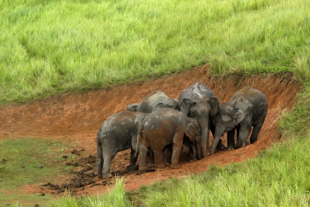 Khao Yai National Park, Thailand elephant eat a lot of deals together in the rainy season.の写真素材