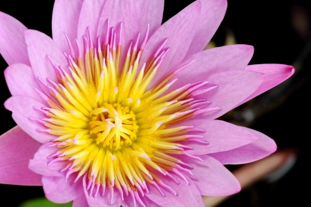 LotusThe growing popularity of the Thai people worship the lotusの写真素材