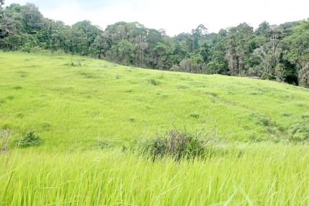Mountain pastures is a natural beauty and wildlifeの写真素材