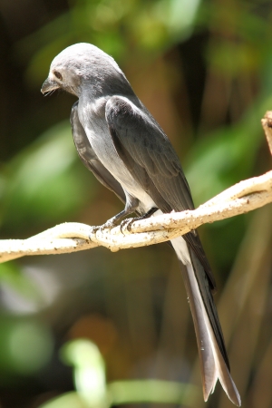 Ashy Drongo: Dicrurus leucophaeus migratory and resident birds. Found it tricky forest and garden.の写真素材