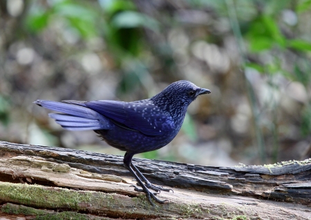 Blue Whistling-Thrush: myophonus caeruleus feeding ground for migratory birds, yellow birds regularly mouth mouth black.の写真素材