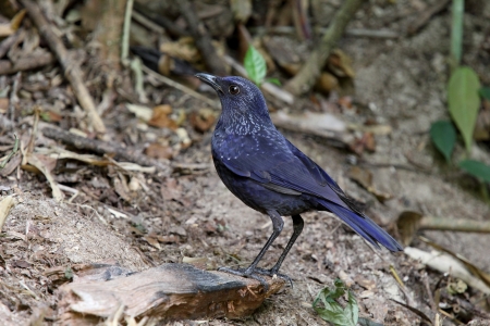 Blue Whistling-Thrush: myophonus caeruleus feeding ground for migratory birds, yellow birds regularly mouth mouth black.の写真素材