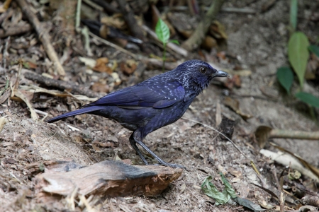 Blue Whistling-Thrush: myophonus caeruleus feeding ground for migratory birds, yellow birds regularly mouth mouth black.の写真素材