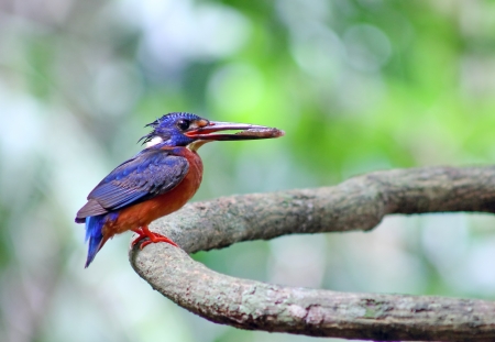 Blue-eared Kignfisher Small colorful fish like I was living in a high mountain streamの写真素材