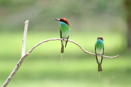 Neck blue birds eat bees live in groups. Nest by digging holes like sand habitats found in the south of Thailand.の写真素材