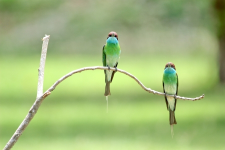 Neck blue birds eat bees live in groups. Nest by digging holes like sand habitats found in the south of Thailand.の写真素材