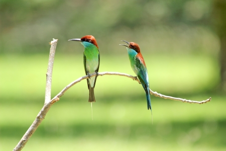 Neck blue birds eat bees live in groups. Nest by digging holes like sand habitats found in the south of Thailand.の写真素材