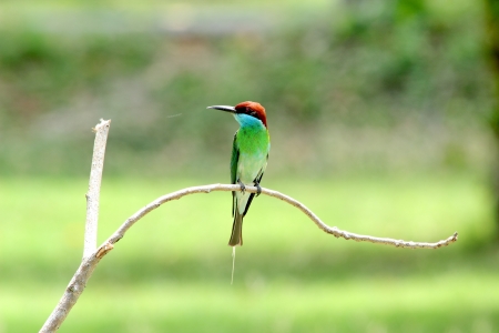 Neck blue birds eat bees live in groups. Nest by digging holes like sand habitats found in the south of Thailand.の写真素材