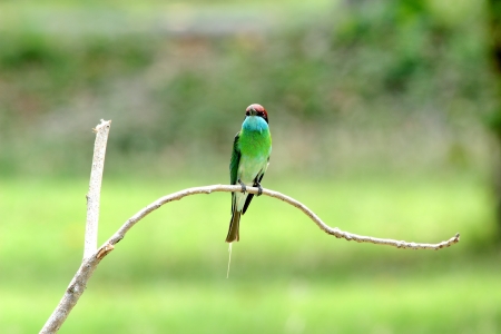 Neck blue birds eat bees live in groups. Nest by digging holes like sand habitats found in the south of Thailand.の写真素材