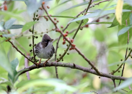 Burmese Yuhina: yuhina humilis is a rare bird found only at Mae Wong National Industrial Neighbourhood eat fruits and small insectsの写真素材