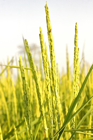 Rice production in Thailand is rice exporter in the world. Thailand's rice is the staple foodの写真素材