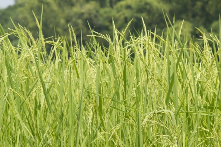 Rice production in Thailand is rice exporter in the world. Thailand's rice is the staple foodの写真素材