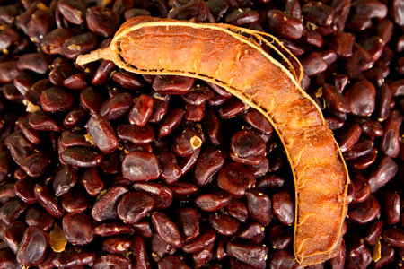 Tamarind is a perennial Pods and seeds are edible and taste sweet and sour, sour kind used for cooking food.の写真素材