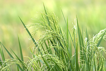 Thai rice exporters, is one of the world.の写真素材