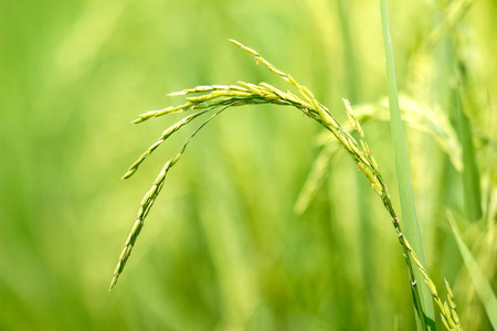 Thai rice exporters, is one of the worldの写真素材