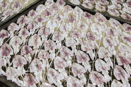 Squid lay on net, Dried Squid, traditional squids drying in the sun in a idyllic fishermen village,Thailand.の写真素材