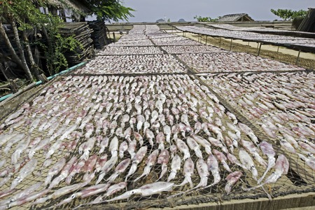 Squid lay on net, Dried Squid, traditional squids drying in the sun in a idyllic fishermen village,Thailand.の写真素材