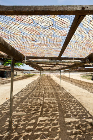 Squid lay on net, Dried Squid, traditional squids drying in the sun in a idyllic fishermen...