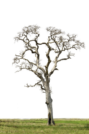 Perennial nature of the created world. The older generation is always renewableの写真素材