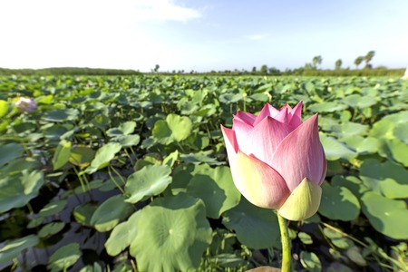 A beautiful pink waterlily or lotus flower in pond, creative natureの写真素材
