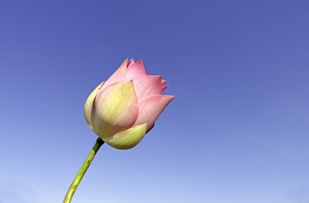 A beautiful pink waterlily or lotus flower in pond, creative natureの写真素材