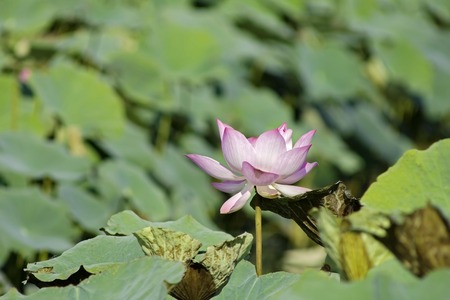 A beautiful pink waterlily or lotus flower in pond, creative natureの写真素材